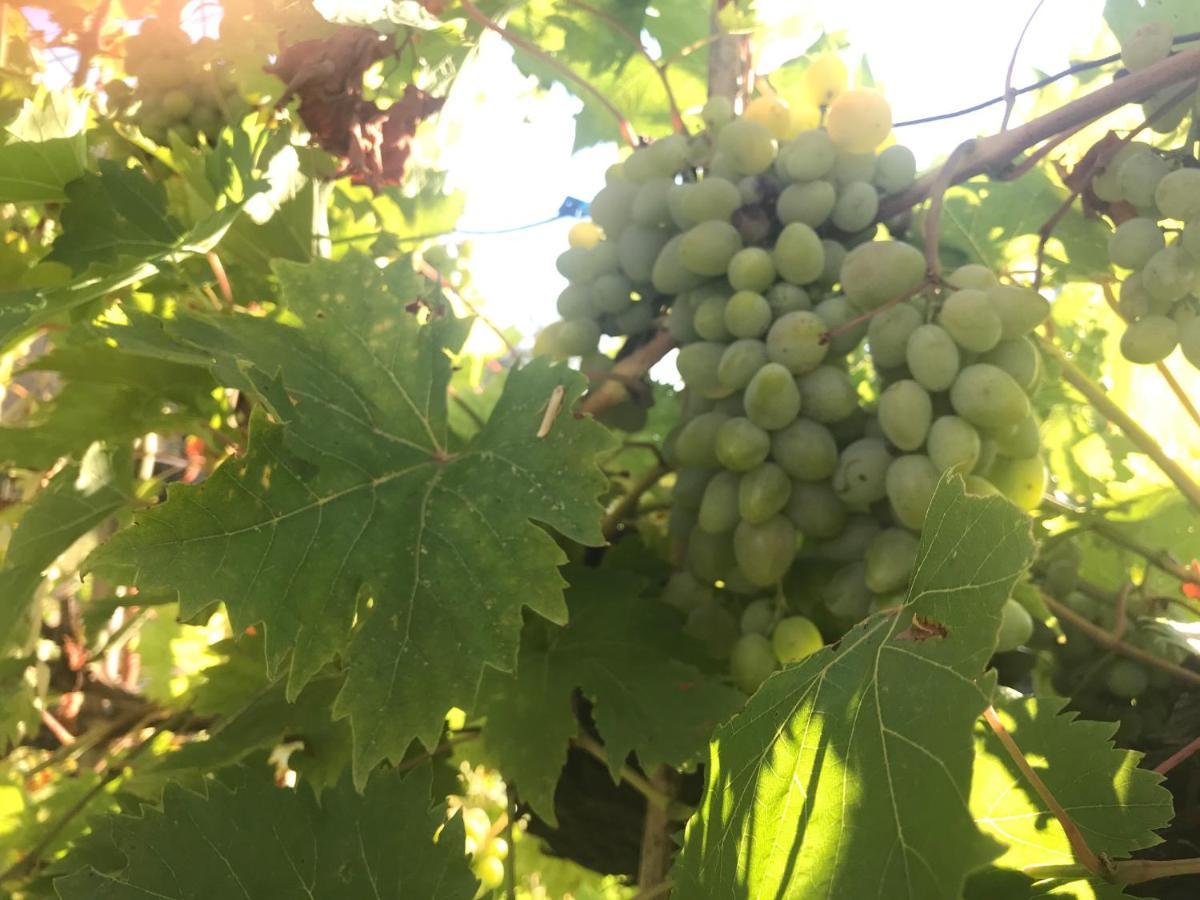 Il Podere La Casina モンスンマーノ・テルメ エクステリア 写真